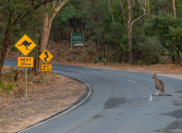 Driving in Australia as an International Student: The Rules You Need to Know