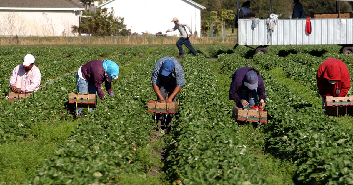 Temporary Foreign Worker Demand Falls Sharply As Canada's Labour Market Shifts