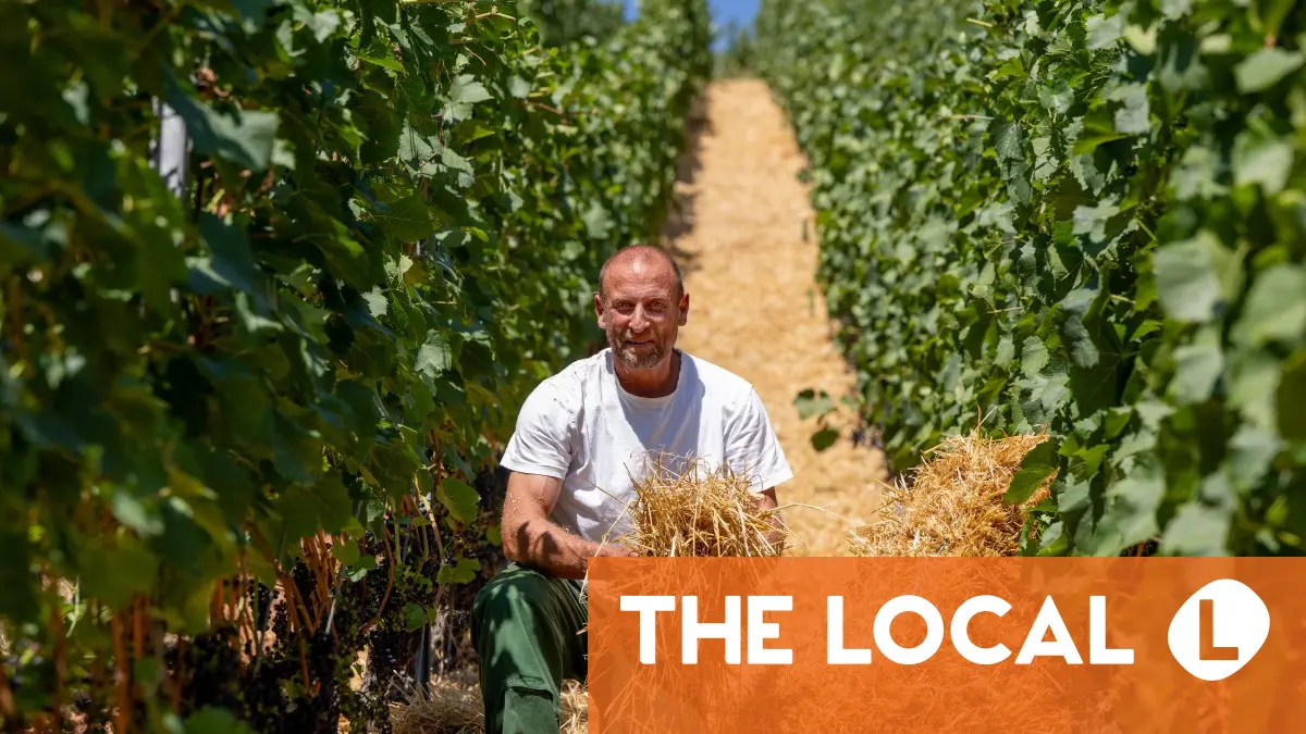 Heat is on as German winegrowers struggle to protect vines