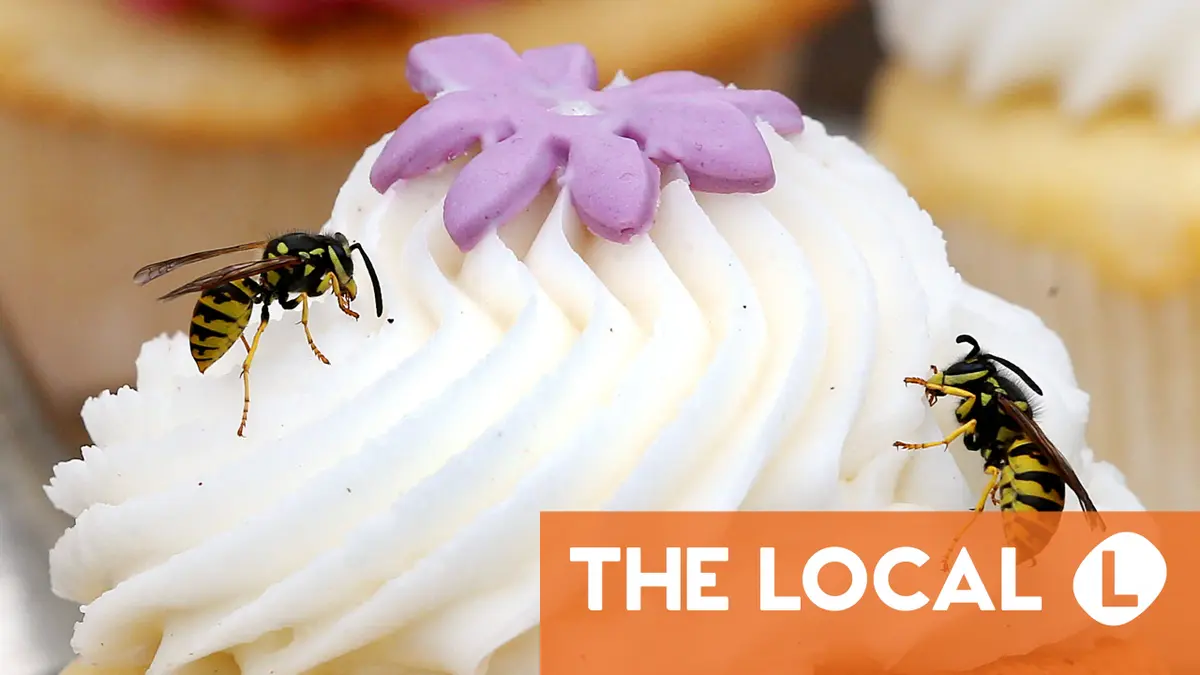 How to deal with wasps, fruit flies and mosquitos